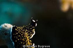 Acanthazoon sp. flatworm by Alistair Bygrave 